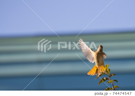 愛らしい仕草の冬鳥　ジョウビタキ 74474547