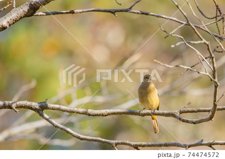 愛らしい仕草の冬鳥　ジョウビタキ 74474572