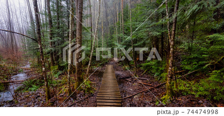 Canadian Forest View Canadian Forest View 74474998
