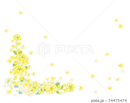 菜の花のフレーム 74475474