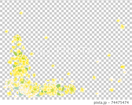 菜の花のフレーム 74475474