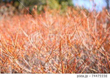 ドウダンツツジの花芽の写真素材