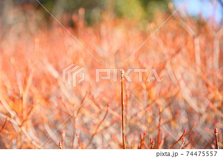 ドウダンツツジの花芽 ドウダンツツジの花芽 74475557