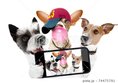 group of dogs taking selfie with smartphone 74475791