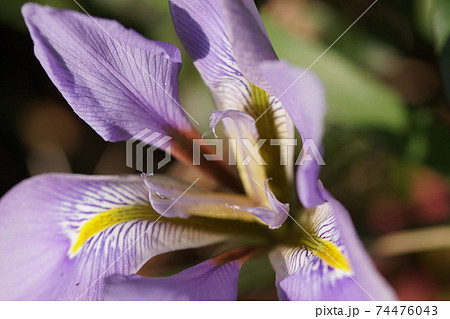 寒咲菖蒲　Iris unguicularis 74476043