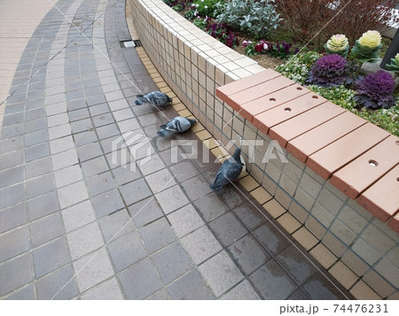 一生懸命に水を飲む鳩たち 74476231