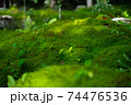 苔と葉っぱの柔らかい景色 74476536