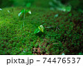 葉っぱと苔のコラボ 74476537