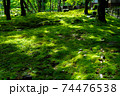 苔が光のじゅうたんになった 74476538