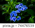 紫陽花がアルファベットの形に見えちゃう 74476539