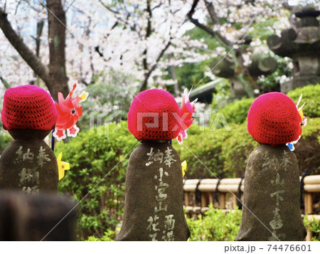 増上寺の千躰子育地蔵尊と桜 増上寺の千躰子育地蔵尊と桜 74476601