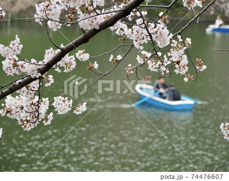 千鳥ヶ淵の桜 74476607