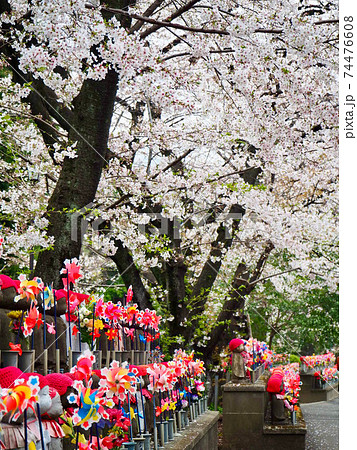 増上寺の千躰子育地蔵尊と桜 増上寺の千躰子育地蔵尊と桜 74476608