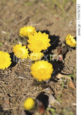太陽を浴びて開いた福寿草 フクジュソウ の花の写真素材