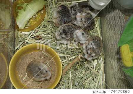 ロボロフスキーハムスターの一家団欒 74476866