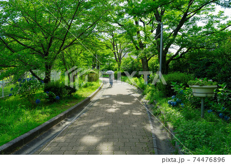木漏れ日の遊歩道と日傘を差して杖を突いて歩く人 74476896