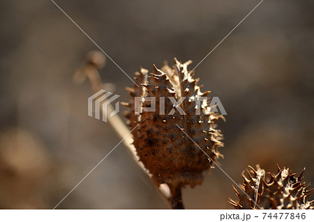 チョウセンアサガオの実 イガイガ とげ チョウセンアサガオの実 イガイガ とげ 74477846