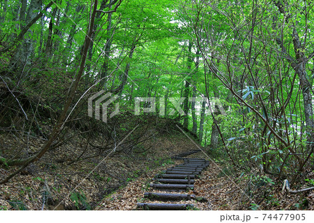 白神山地 新緑 白神山地 新緑 74477905