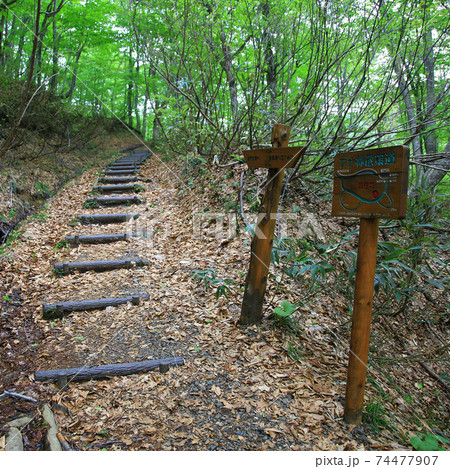 白神山地　新緑 74477907