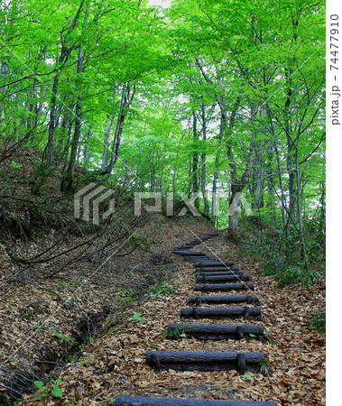 白神山地　新緑 74477910