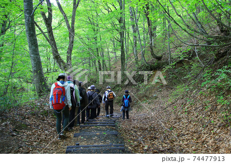 白神山地　新緑 74477913