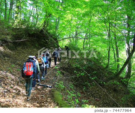 白神山地　新緑 74477964