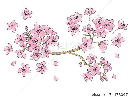桜の花の手描きイラスト カラー のイラスト素材