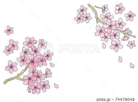 桜の花の手描きイラスト（カラー） 74478048