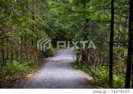Beautiful Path in the Rainforest 74478197