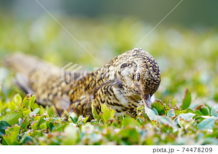 茶畑に止まるキジバト 74478209