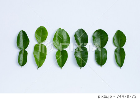 Bergamot kaffir lime leaves herb fresh ingredient isolated on white Bergamot kaffir lime leaves herb fresh ingredient isolated on white 74478775