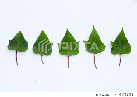 Sweet potato leaves on white background. 74478801