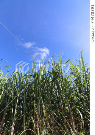沖縄のサトウキビ畑さとうきび畑と青空と白い雲の写真素材