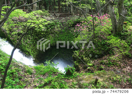 奥入瀬渓流　新緑 74479206