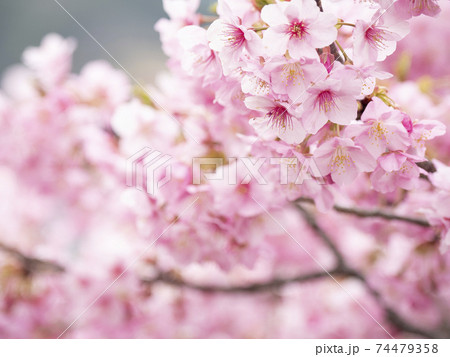 伊豆半島の静岡県河津町河津桜の早春 伊豆半島の静岡県河津町河津桜の早春 74479358