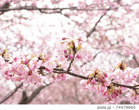 伊豆半島の静岡県河津町河津桜の早春 伊豆半島の静岡県河津町河津桜の早春 74479660