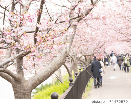 伊豆半島の静岡県河津町河津桜の早春 伊豆半島の静岡県河津町河津桜の早春 74479679