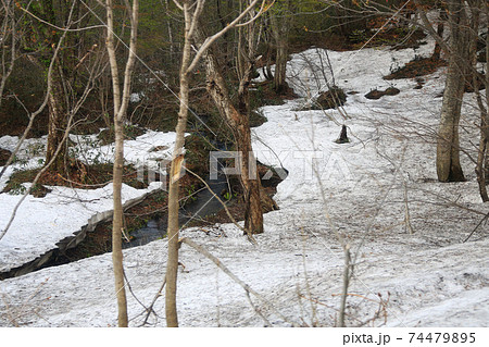 八幡平　新緑 74479895