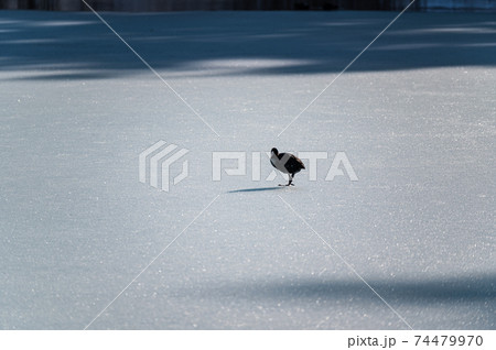 凍結した湖面の上を歩く鳥　孤独のイメージ 74479970
