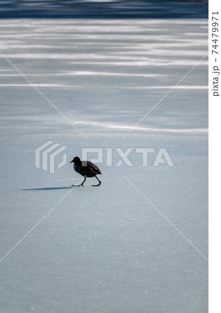 凍結した湖面の上を歩く鳥　孤独のイメージ 74479971
