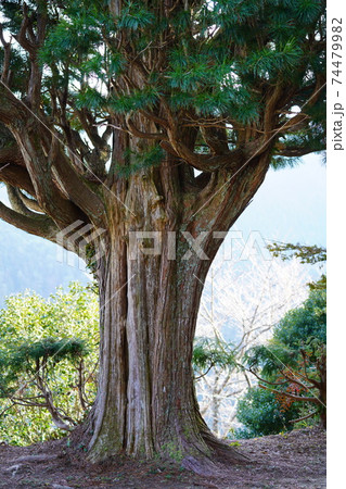 マキの大樹 マキの大樹 74479982