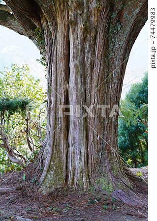 槇の巨木 74479983