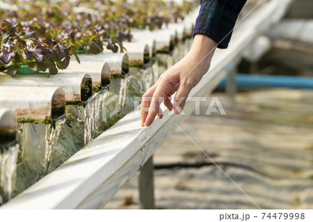 Hands of owner checking quality fertilizer fresh water giving vegetable produce in green house 74479998