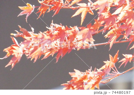 須磨寺 須磨寺 74480197