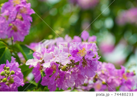 Lagerstroemia loudonii flower or Lagerstroemia floribunda. Beautiful blooming pink-purplish-white blooming flowers on the against the bright morning 74480233