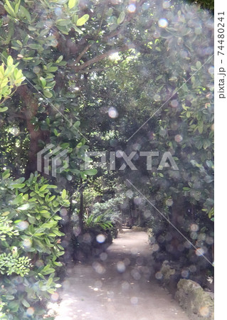 沖縄県本部町パワースポット巡りで有名なフクギ並木の木漏れ日 74480241