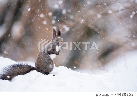 エゾリス リス 雪 冬 野生動物 野生生物 哺乳類 齧歯動物 かわいい 自然 北海道の写真素材