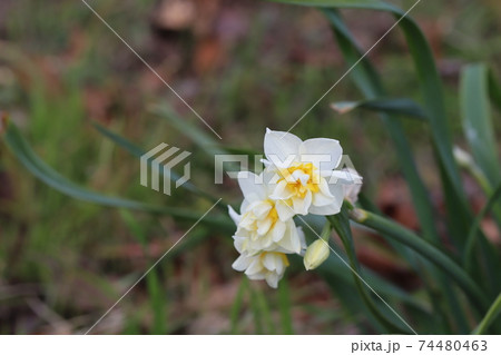冬の野原に咲くフサザキスイセンの八重の花 74480463