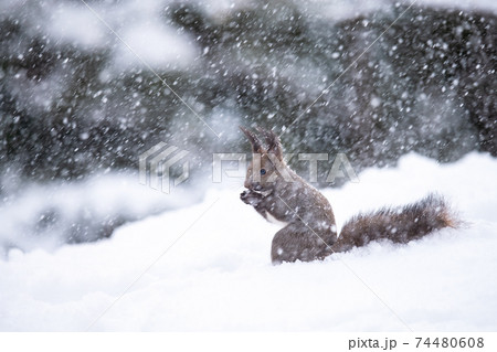 雪の中でクルミを食べるエゾリス 74480608