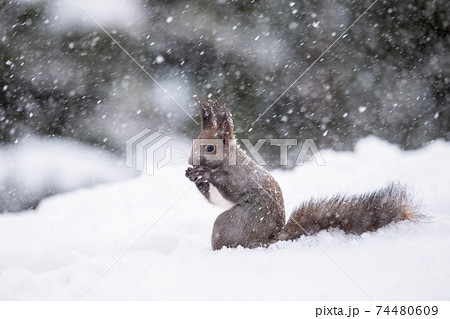 雪の中でクルミを食べるエゾリス 74480609